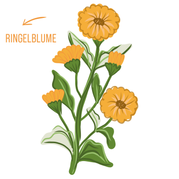 Ringelblume - MT Naturprodukte